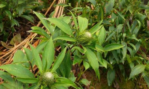中药沙蒿子作用网 - 为你提供中药沙蒿子作用与功效、沙蒿子又叫什么
